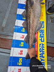 전국 왕대구 선상낚시대회 1위 · 2위!!