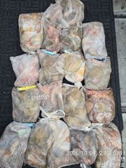 군산마스터호 10월24일 문어조황
