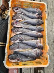 좌대낚시25일 조황