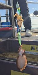 [전곡항 골드피싱] 26년 10월 25일 주꾸미 / 갑오징어 낚시 조황