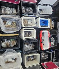 갑오징어 조황(10월 25일)