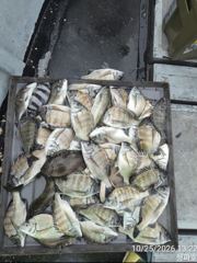 28분전 [진해] 안골) 감성돔 흘림 빅사이즈 마릿수 (10/25일) 또초대박조황 - 화욜출조 예약가능