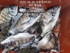 [여수,광양] 감성돔 선상찌낚시 매일 대박입니다