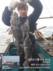 25일, 가을 먼침선,어초~개우럭~날이면 날마다 ~ 꼴랑파도 속에도, 쿨러 굿조황~군산낚시프라자 하이원호