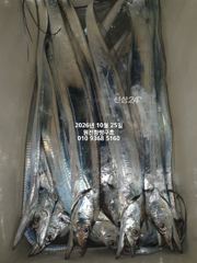 [마산] 내만갈치)쭉쭉~3지도많이 보입니다~오늘예약가능