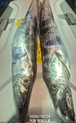 갈치텐빈 수,목 기상 좋아요~ 한치도 많이 나오고...