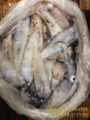 갈치텐빈 왕갈치 잡으러갑니다! 한치는 덤 !수요일부터 예약가능