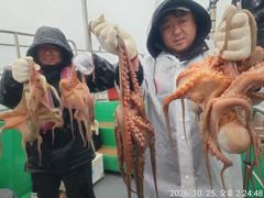 [진해] 25일세진호/돌문어비가와도kg.마릿수많이~화.가능~