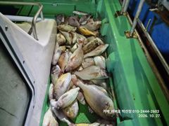 [거제] 【 거제 비버호 】 또,,또,,야간 감성돔, 참돔 초대박 마리수…