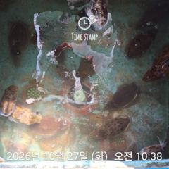 갑오징어만 잡기!