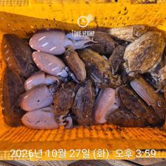 [거제] 라이프레져 갑오징어 53수부터 10여수까지