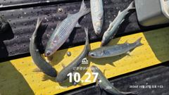 20분전 [사천] 삼천포 산분령 유료낚시터 10/27 조황입니다