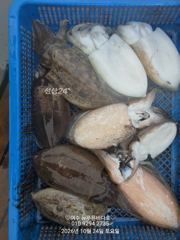 내일 갑오징어 출조 합니다(선비:7만원..자리여유 있습니다)
