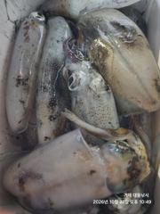 (무늬오징어)2.1K 내만 맞나요...기록 고기~대동낚시(오늘 예약)