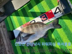 [부산] 북서풍호 28수 감성돔 조황