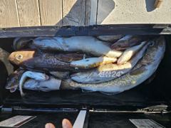 강원 고성 아야진 22인승 청룡호 왕대구들 우당탕 조행기
