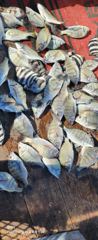 감시와돌돔 친구들 마릿수