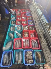 거제 새바다호 수요일밤 무늬오징어 팁런 다녀 왔습니다 오늘 예약…
