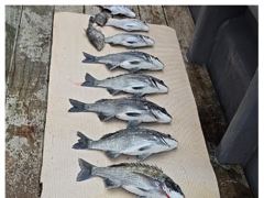 [거제] 어초ㆍ여밭감성돔 어초ㆍ여밭감성돔 5짜급4짜4짜4짜4짜4짜4짜4짜…