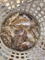 통영 갑오징어 실시간 마리수 신발짝부터