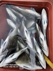 [진해] 감성돔 타작하다