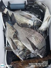 [고흥,녹동] 실전낚시 10월29일 감성돔 참돔 돌돔을 대상으로 다녀왔습니다