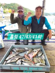 [통영 선외기 태성레저]감성돔 카고.흘림 47/43/41/3짜외 생활낚시 조황