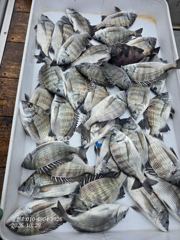 부산 달인호 10월29일 감성돔 조황