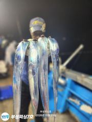 [부성피싱]왕칼치 대마골 초저녁 소나기피딩에 쿨러가득... 쿨러조황!! 일욜월욜자리여유