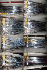 14석 보성3호먼바다 갈치 조황입니다 ~오늘,내일 자리여유