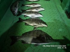 [거제] 【거제 비버호】야간 감성돔, 참돔 마리수 조황 (예약가능).