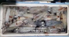 준내만 텐빈 갈치, 한치 "느나느나" 조황 일요일부터 예약가능!!