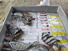 [통영] (풍화리)새풍화레저 뺀찌 & 감시 조황 외