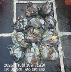 루어파이터호-10/30 금 [11물] 갑오징어 17명 조항 입니다.