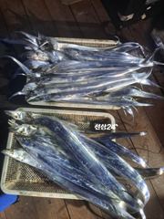 10월30일 다온호 갈치