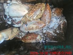 10월30일 갑오징어조황
