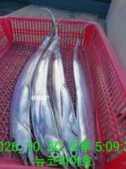 오늘도 씨알좋고 마릿수도 가득채우러 먼바다로 달립니다 소수인원이라도 출항합니다