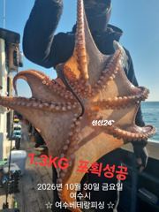 대물돌문어 초대박조황 이어가고 있습니다 현재 키로급들 쭉쭉 …