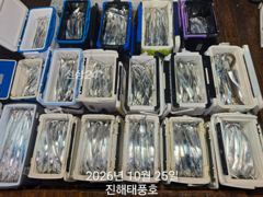 [진해] 내만갈치 용가리급 씨알이 엄청 크네요. 일요일부터 예약가능.
