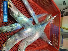 ＜＜통영 뉴명륜호 14인승＞＞ 싸이즈 점점 좋아지고^^ 大갈치 쿨러조황!!! (화,수,목,금 예약가능)